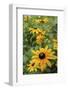 Black-eyed Susan flowers-Anna Miller-Framed Photographic Print