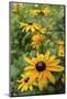 Black-eyed Susan flowers-Anna Miller-Mounted Photographic Print