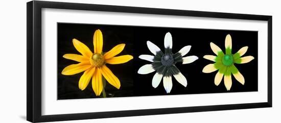 Black-eyed susan illuminated using different waves of light-Adrian Davies-Framed Photographic Print