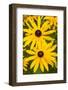 black eyed susan in flower-adrian davies-Framed Photographic Print