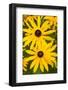 black eyed susan in flower-adrian davies-Framed Photographic Print