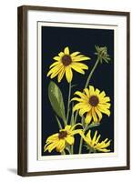 Black Eyed Susan - Letterpress-Lantern Press-Framed Art Print