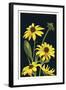 Black Eyed Susan - Letterpress-Lantern Press-Framed Art Print