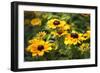 Black-eyed Susan (Rudbeckia Fulgida)-Dr. Keith Wheeler-Framed Photographic Print