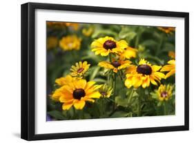 Black-eyed Susan (Rudbeckia Fulgida)-Dr. Keith Wheeler-Framed Photographic Print