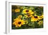 Black-eyed Susan (Rudbeckia Fulgida)-Dr. Keith Wheeler-Framed Photographic Print