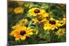 Black-eyed Susan (Rudbeckia Fulgida)-Dr. Keith Wheeler-Mounted Photographic Print