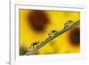 Black eyed Susan's refracted in dew drops on blade of grass.-Adam Jones-Framed Photographic Print