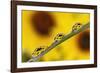 Black eyed Susan's refracted in dew drops on blade of grass.-Adam Jones-Framed Photographic Print