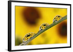 Black eyed Susan's refracted in dew drops on blade of grass.-Adam Jones-Framed Photographic Print