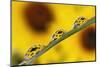 Black eyed Susan's refracted in dew drops on blade of grass.-Adam Jones-Mounted Photographic Print