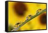 Black eyed Susan's refracted in dew drops on blade of grass.-Adam Jones-Framed Stretched Canvas