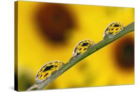 Black eyed Susan's refracted in dew drops on blade of grass.-Adam Jones-Stretched Canvas