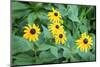 Black-eyed Susan, USA-Lisa Engelbrecht-Mounted Photographic Print