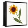 Black-Eyed Susan-null-Framed Stretched Canvas