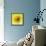 Black-eyed susan-Clive Nichols-Framed Stretched Canvas displayed on a wall