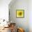 Black-eyed susan-Clive Nichols-Framed Stretched Canvas displayed on a wall