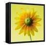 Black-eyed susan-Clive Nichols-Framed Stretched Canvas