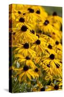 Black-Eyed Susan-Richard T. Nowitz-Stretched Canvas