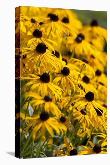 Black-Eyed Susan-Richard T. Nowitz-Stretched Canvas