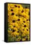 Black-Eyed Susan-Richard T. Nowitz-Framed Stretched Canvas