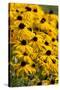 Black-Eyed Susan-Richard T. Nowitz-Stretched Canvas