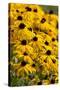 Black-Eyed Susan-Richard T. Nowitz-Stretched Canvas