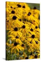 Black-Eyed Susan-Richard T. Nowitz-Stretched Canvas