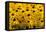 Black-Eyed Susan-Richard T. Nowitz-Framed Stretched Canvas