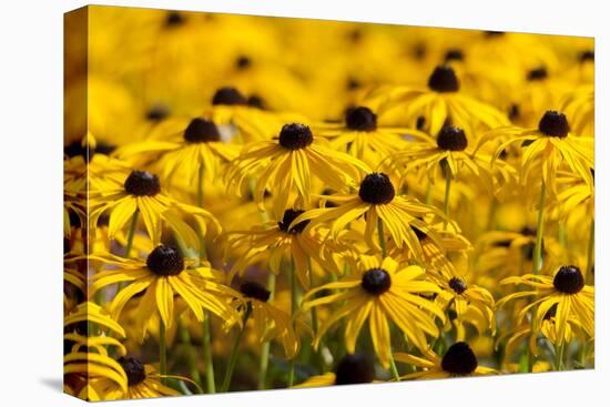 Black-Eyed Susan-Richard T. Nowitz-Stretched Canvas