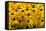 Black-Eyed Susan-Richard T. Nowitz-Framed Stretched Canvas