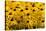 Black-Eyed Susan-Richard T. Nowitz-Stretched Canvas