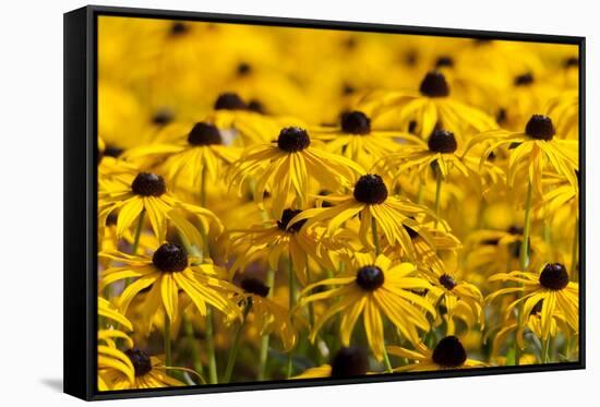 Black-Eyed Susan-Richard T. Nowitz-Framed Stretched Canvas