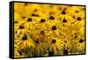 Black-Eyed Susan-Richard T. Nowitz-Framed Stretched Canvas