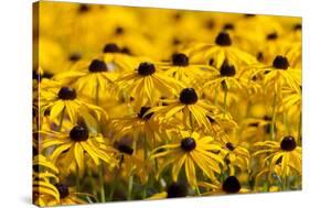 Black-Eyed Susan-Richard T. Nowitz-Stretched Canvas