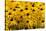 Black-Eyed Susan-Richard T. Nowitz-Stretched Canvas