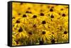 Black-Eyed Susan-Richard T. Nowitz-Framed Stretched Canvas