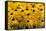 Black-Eyed Susan-Richard T. Nowitz-Framed Stretched Canvas