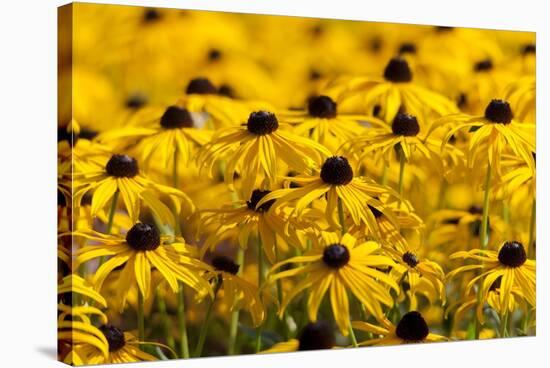 Black-Eyed Susan-Richard T. Nowitz-Stretched Canvas