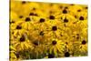 Black-Eyed Susan-Richard T. Nowitz-Stretched Canvas