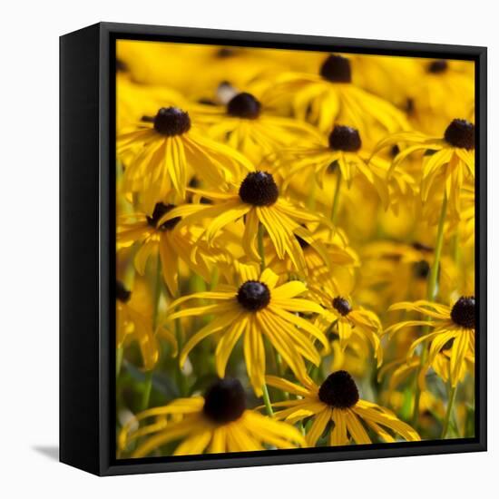 Black-Eyed Susan-Richard T. Nowitz-Framed Stretched Canvas