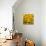 Black-Eyed Susan-Richard T. Nowitz-Stretched Canvas displayed on a wall