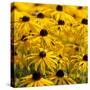 Black-Eyed Susan-Richard T. Nowitz-Stretched Canvas