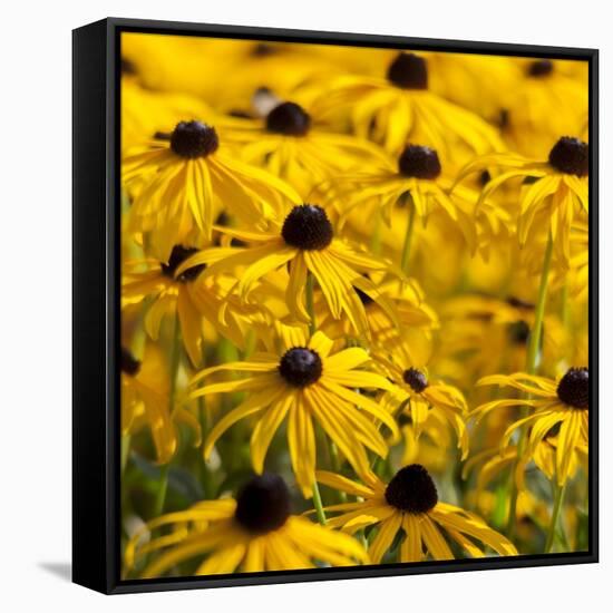 Black-Eyed Susan-Richard T. Nowitz-Framed Stretched Canvas