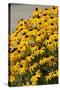 Black-Eyed Susan-Richard T. Nowitz-Stretched Canvas