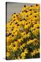 Black-Eyed Susan-Richard T. Nowitz-Stretched Canvas