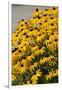 Black-Eyed Susan-Richard T. Nowitz-Framed Premium Photographic Print