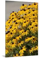 Black-Eyed Susan-Richard T. Nowitz-Mounted Premium Photographic Print