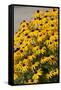 Black-Eyed Susan-Richard T. Nowitz-Framed Stretched Canvas