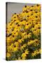 Black-Eyed Susan-Richard T. Nowitz-Stretched Canvas